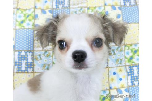 成約済の千葉県のチワワ(ロングコート)-153276の8枚目